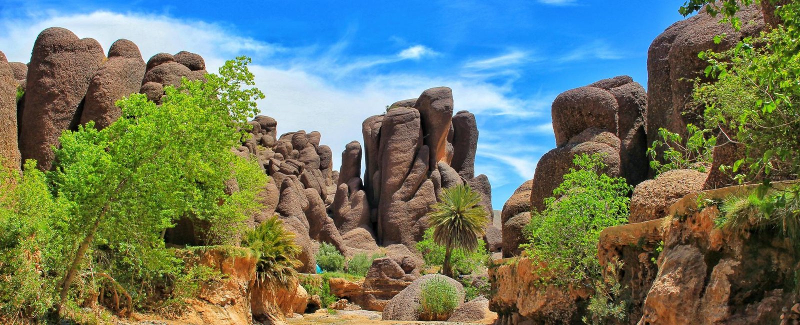 Massif du Siroua Saffron Fields